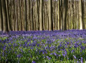 Hasenglöckchen Hallerbos Belgien	